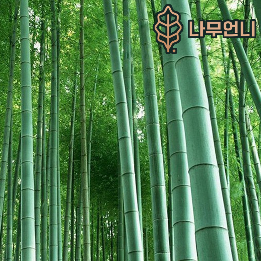 대나무 청죽 오죽 키2m분묘 나무언니 : 나무 언니