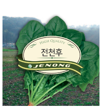 전천후시금치500g 여름부터 봄까지 파종가능한 노균병에 강함 : 청계농사원