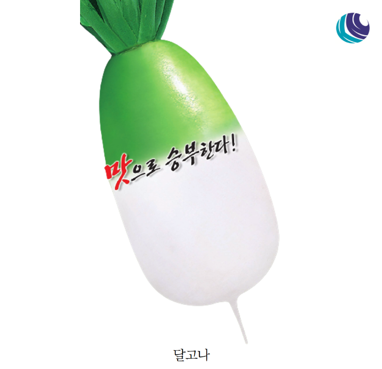 아삭한 고당도 김장무 달고나 무 2000립 : 청계농사원