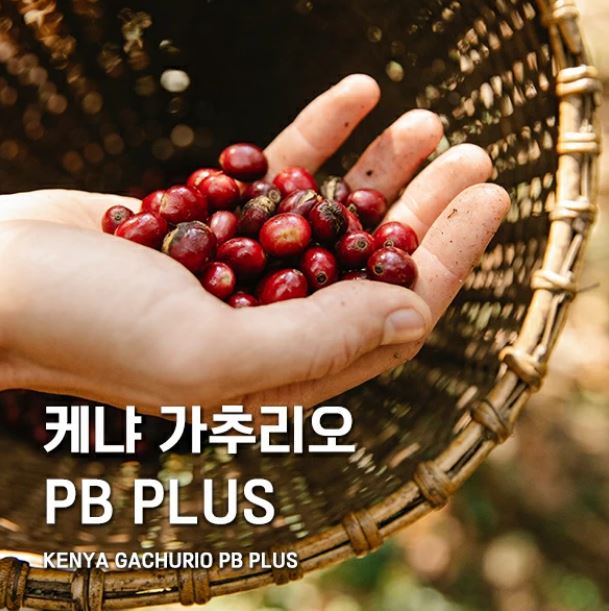 케냐 피베리 플러스 가추리오 300g : 휴먼빈스