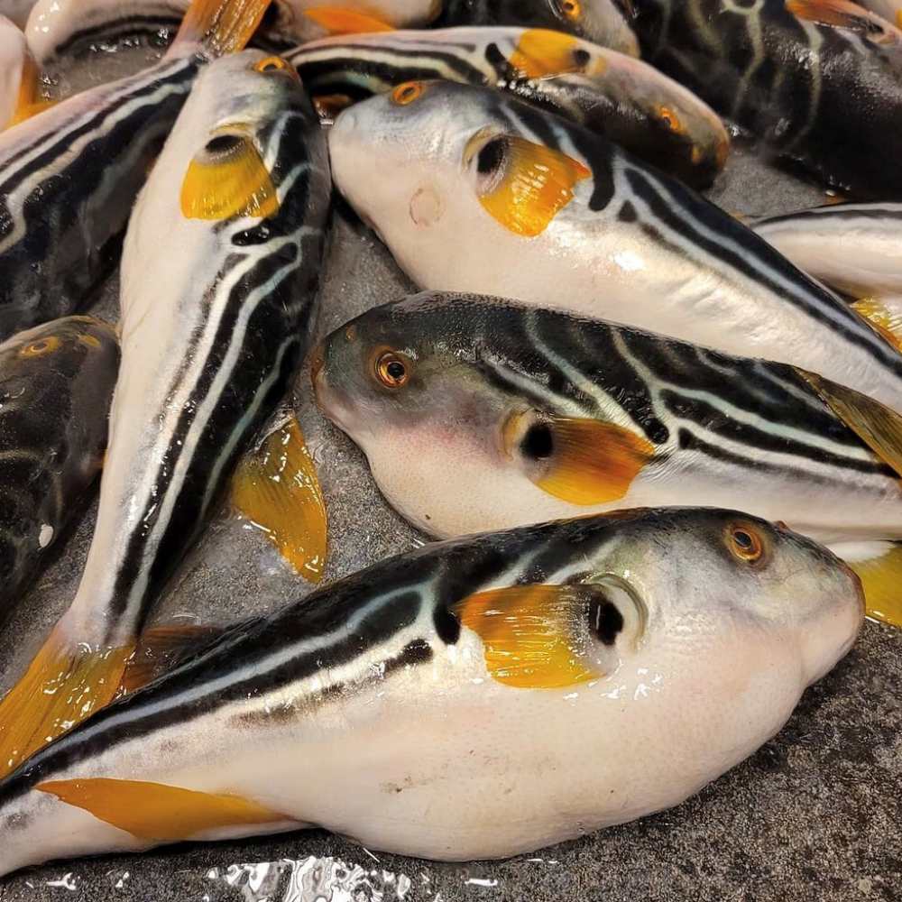 동해안 손질 복어 복국 복지리 탕 800g 밀키트 야채 포함 산지직송 : 시엘리 마켓