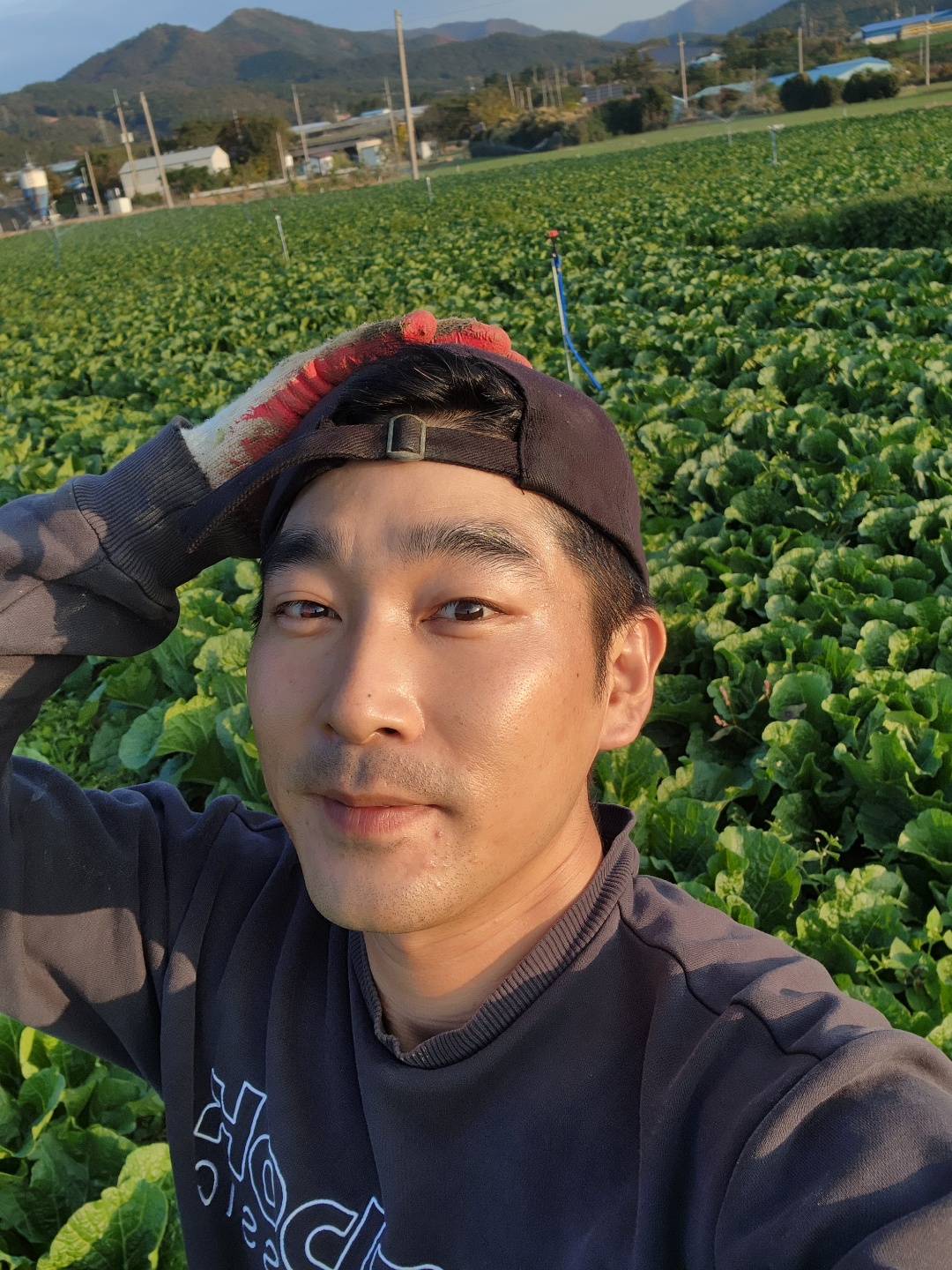 황금밭 해남 절임배추 20kg : 황금밭영농조합법인