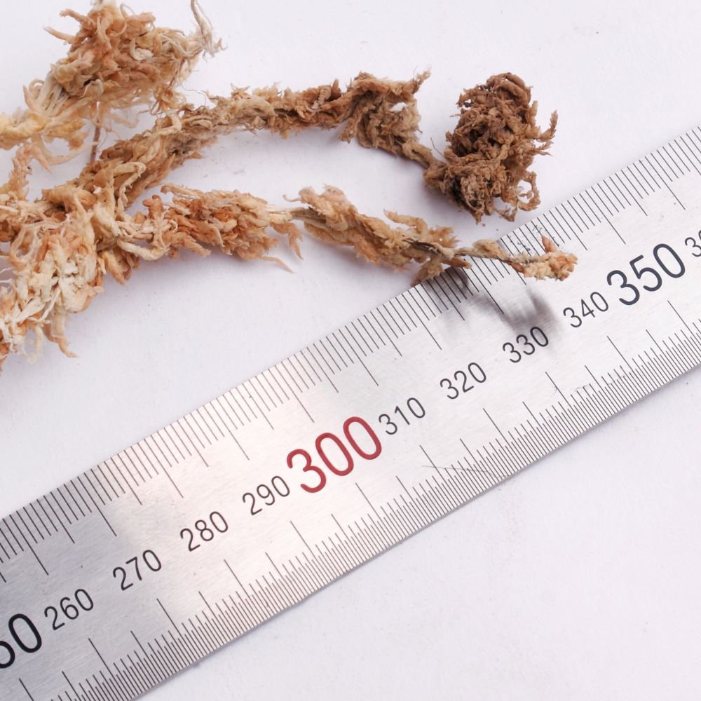 뉴질랜드 청정수태 100g 호접란 풍란 양란 난 분갈이 삽목 뉴질랜드산 : 모두의가든