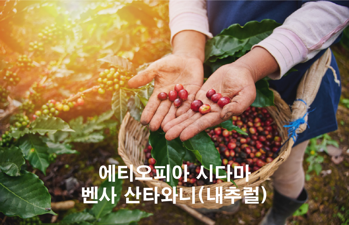 에티오피아 시다마 벤사 산타와니 (내추럴) 원두 100g : 제주 마노커피하우스