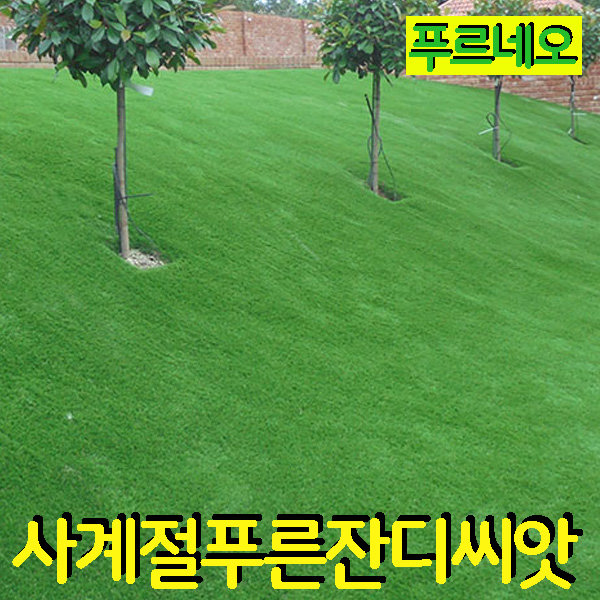 푸르네오 사계절 푸른 잔디씨앗 법면용 잔디씨 잔디밭 : 푸르네오 조경건설