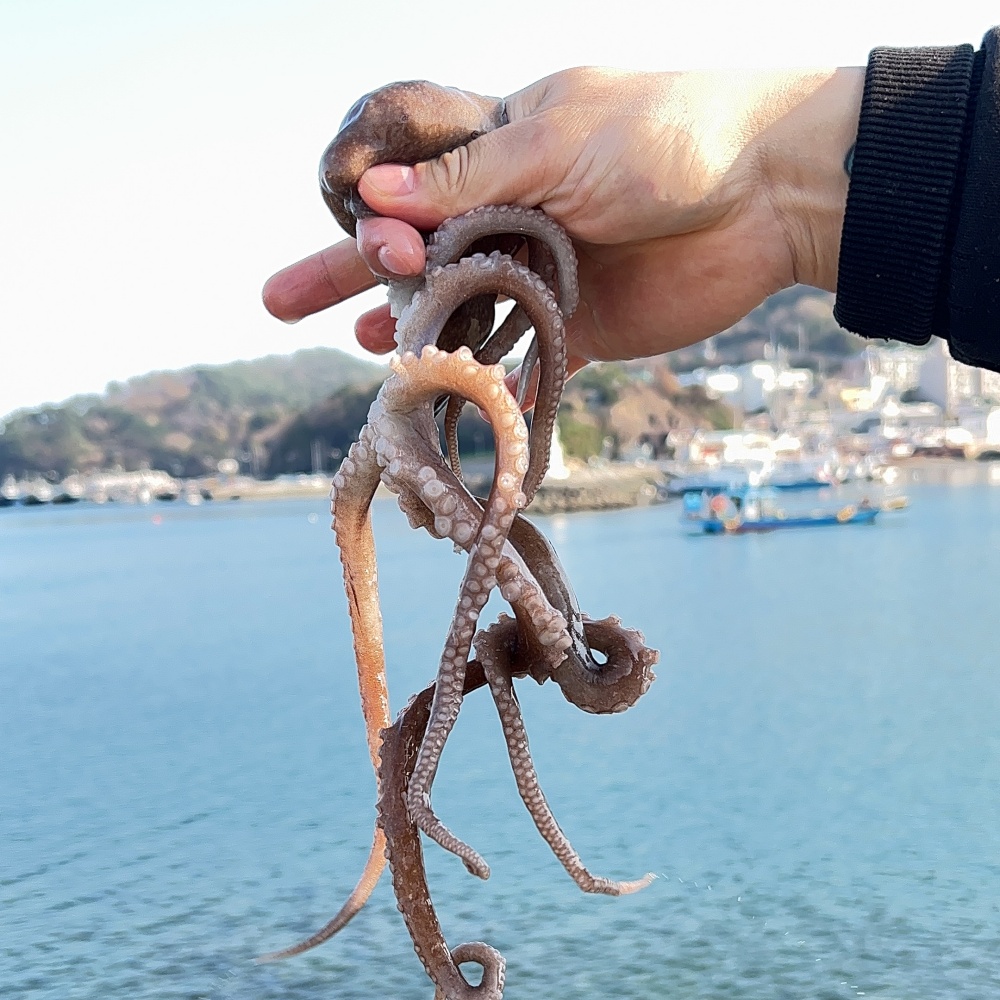 국산 자연산 산낙지 활낙지 뻘낙지 생물낙지 대낙지 : 코누 캠핑.