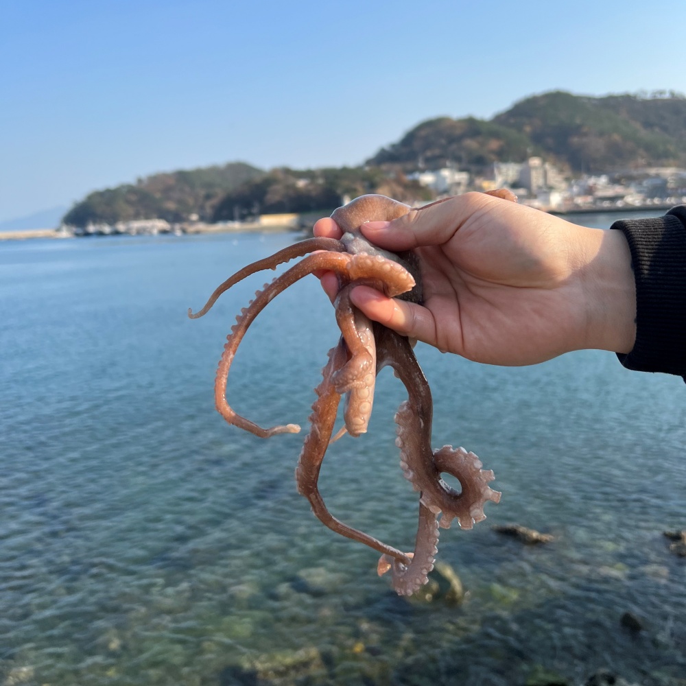 국산 자연산 산낙지 활낙지 뻘낙지 생물낙지 대낙지 : 코누 캠핑.