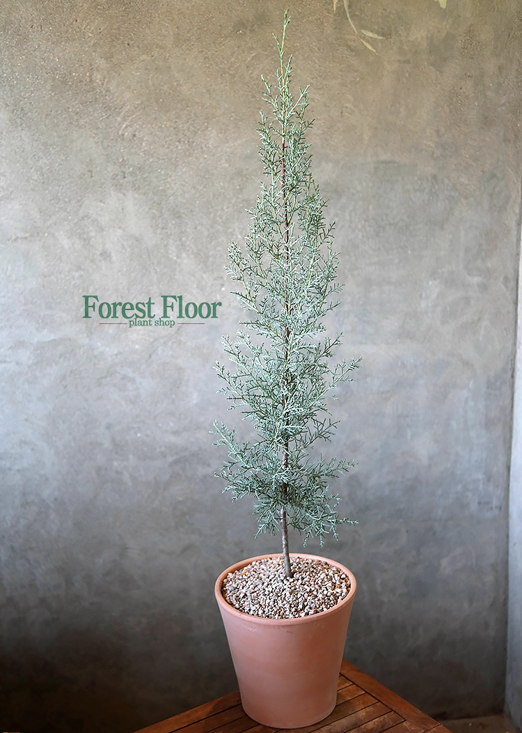 블루아이스 엘사트리 침엽수 이태리토분 인테리어식물 : Forest Floor
