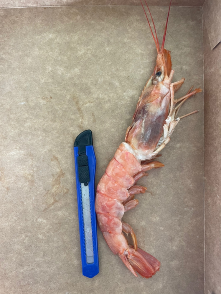 랍스타 킹 단새우 2kg : 갑을농수산
