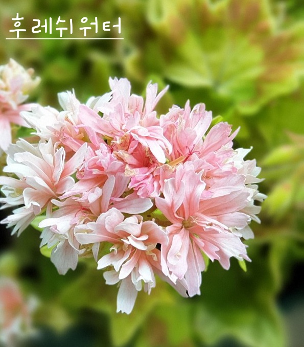 유럽제라늄 후레쉬워터제라늄 소품 스텔라제라늄 페라고늄 한국제라늄 공기정화식물 : 미소꽃농원