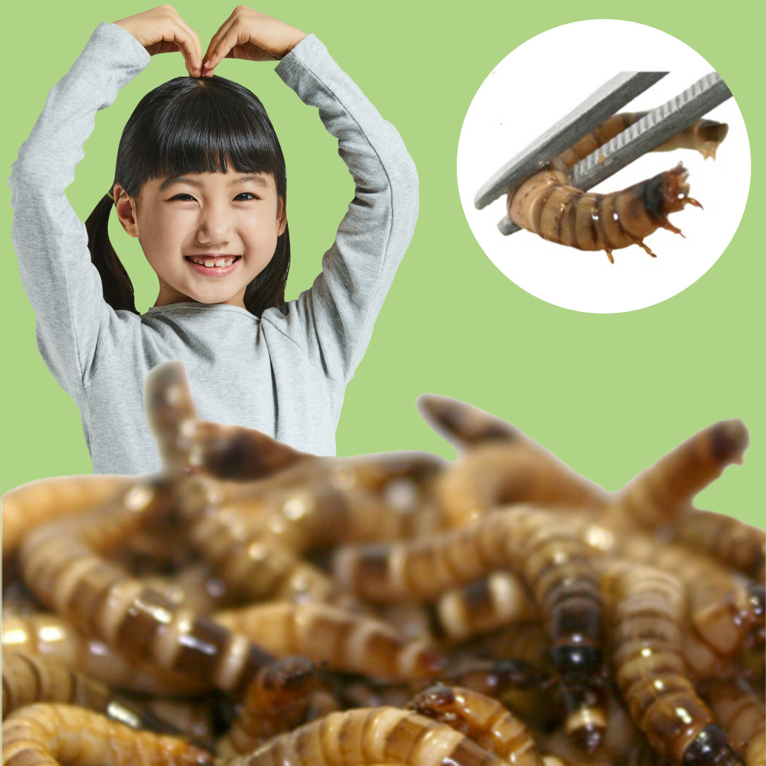 살아있는 슈퍼밀웜1+1 : 밀웜나라 곤충농장