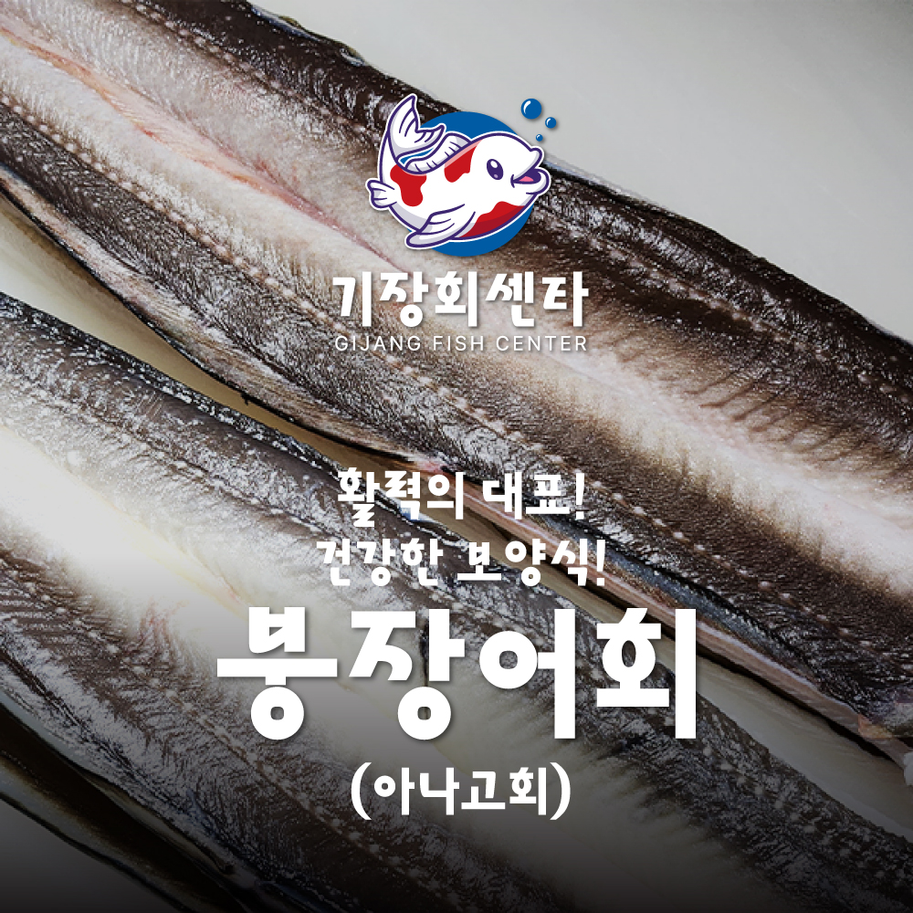 [기장시장] 기장회센타 붕장어회(아나고회) 2KG(생물기준) : 기장회센타