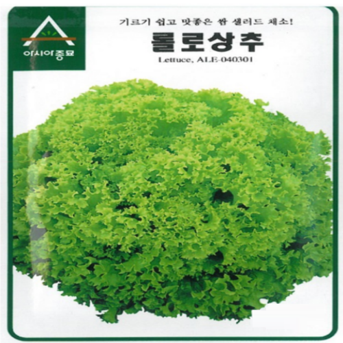 (성실)상추씨앗 청축면상추 롤로 (6000립) 2봉 : 성실원예