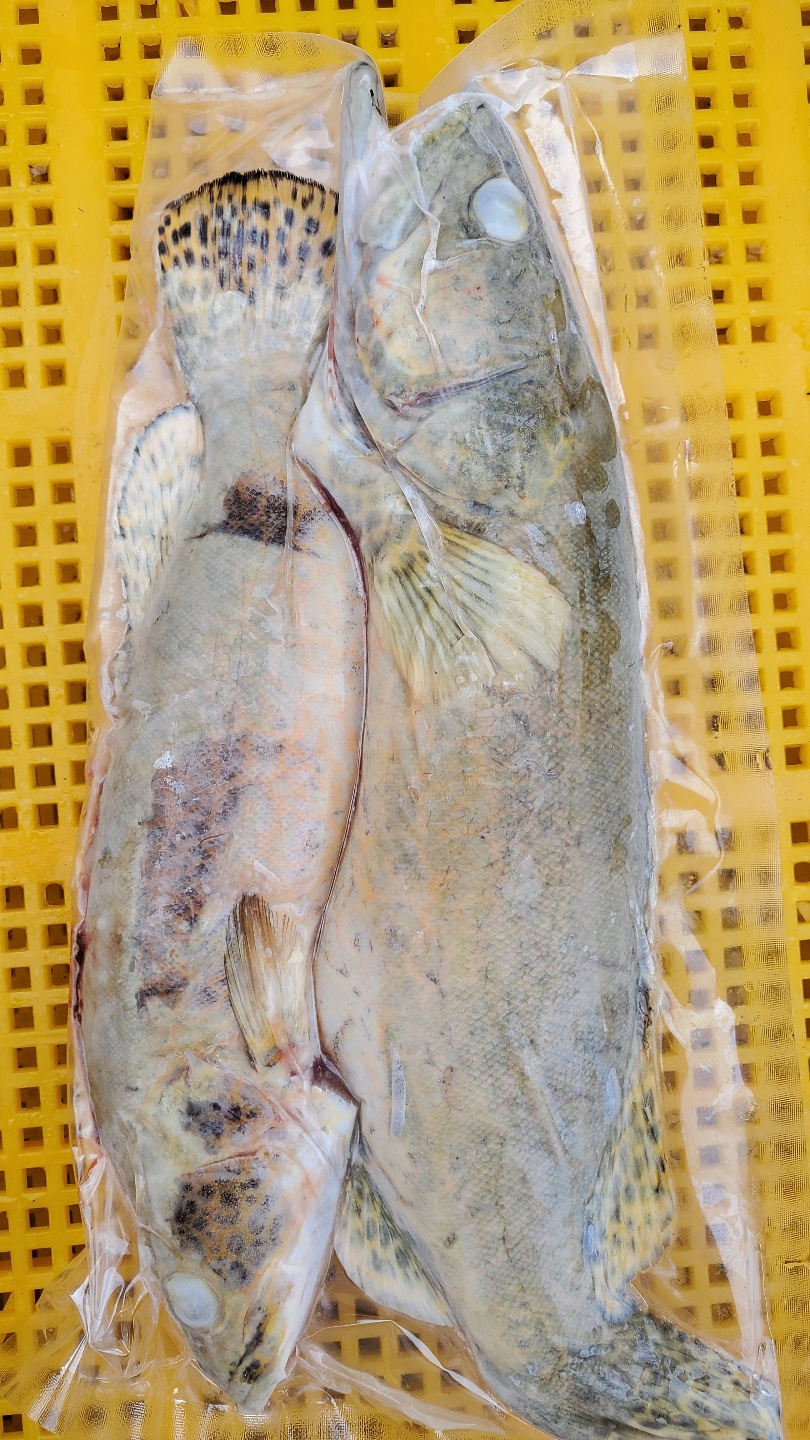 동부민물수산 국내산 신선한 손질 냉동 쏘가리 1kg : 동부민물수산