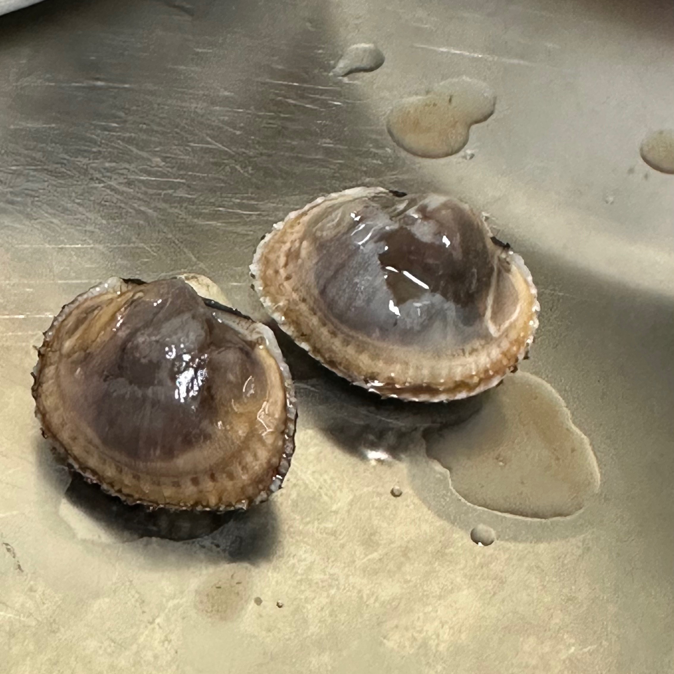 업소용 식당용 대용량 벌교 새꼬막 10kg 내일도착 : 반도 수산