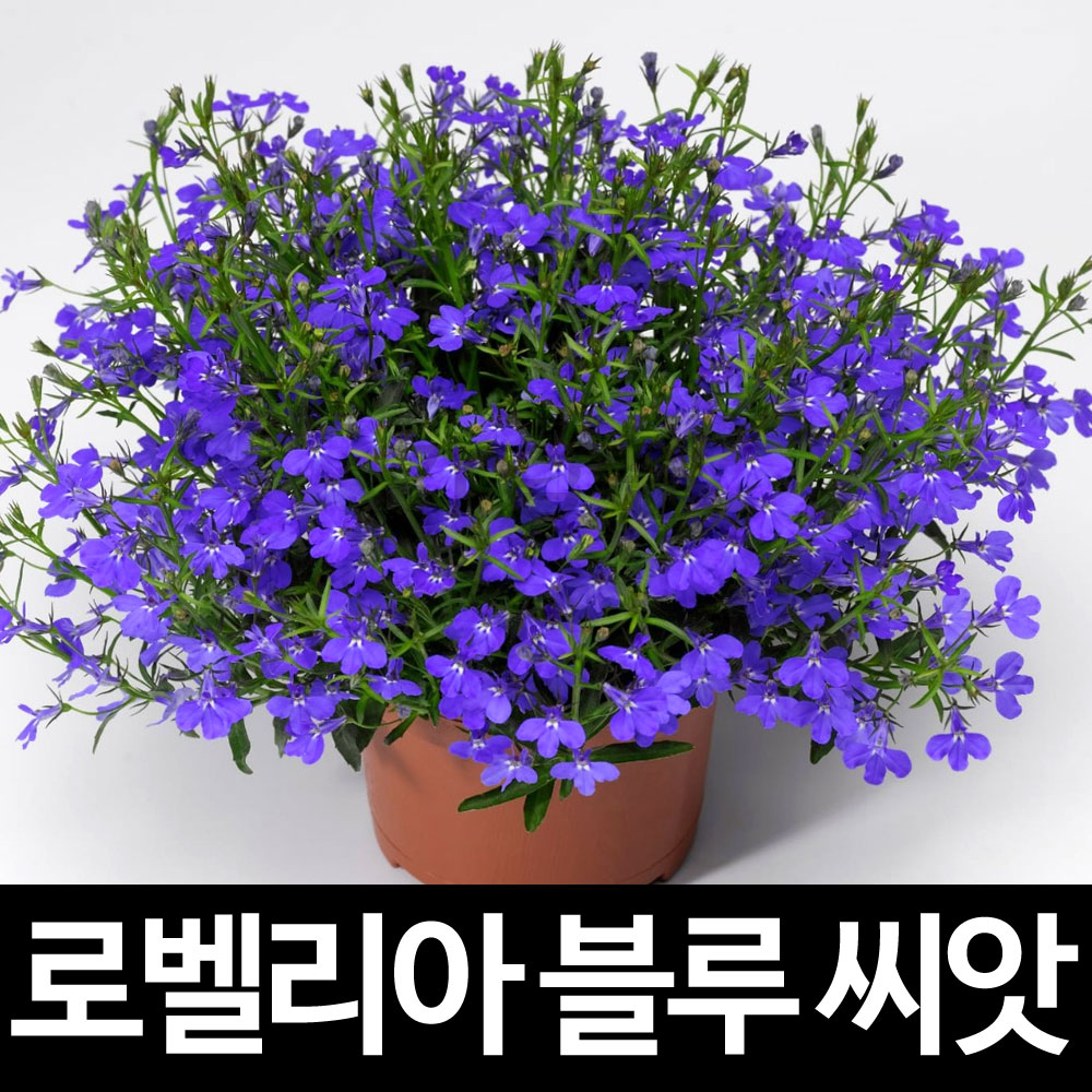 블루 로벨리아 씨앗 꽃씨 꽃 종자 꽃씨앗 야생화 100알 : 가람원