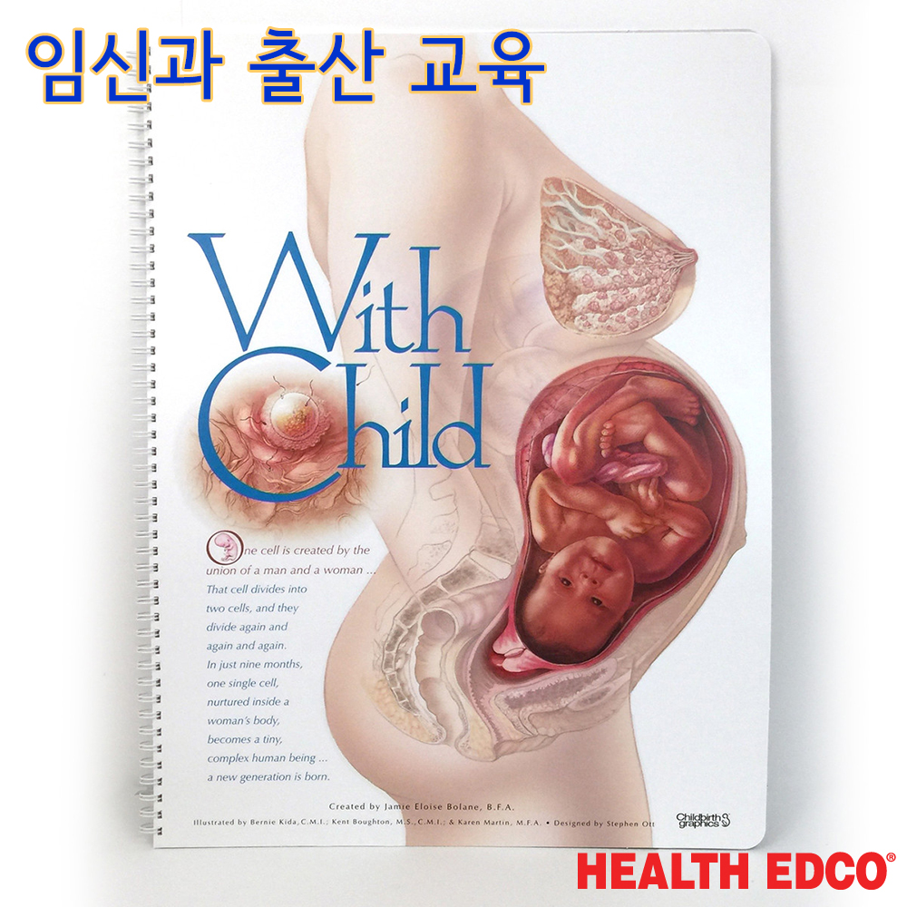 출산주기차트 43319 임신출산교육 태아발달차트 : 의료기상사