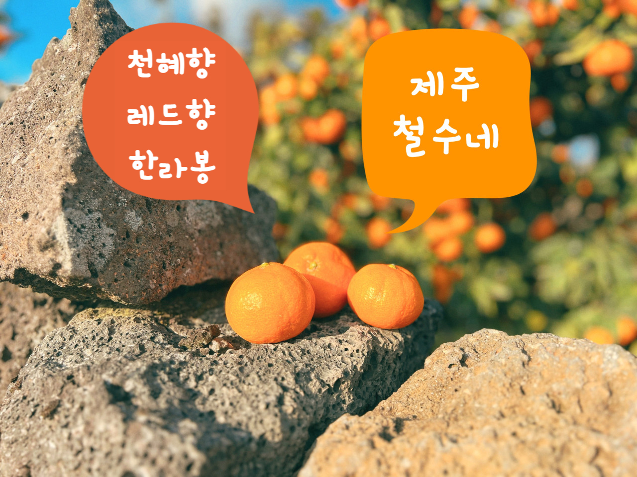 철수네귤 천혜향,레드향,한라봉 3kg,5kg 서귀포 철수네귤농장 철수네 : 제주철수네