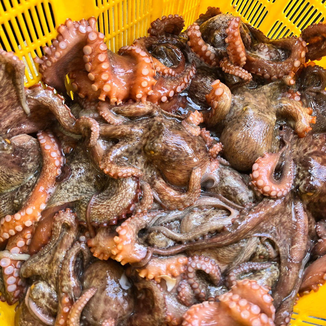 자연산 통영 문어 당일조업 돌문어 500g+500g : 전장유통