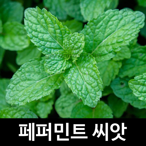 페퍼민트 씨앗 허브씨앗 허브씨 종자 향신료 씨 200알 : 가람원