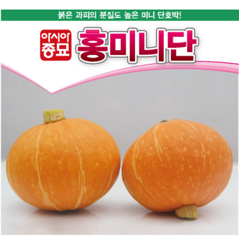 A-홍미니단 10립 / 단호박씨 단호박씨앗 단호박종자 : 영미의정원