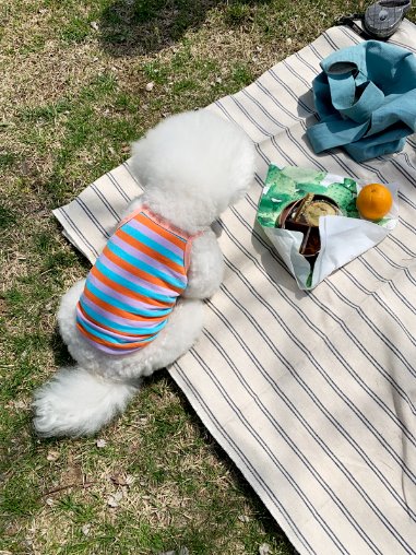 오렌지봉봉