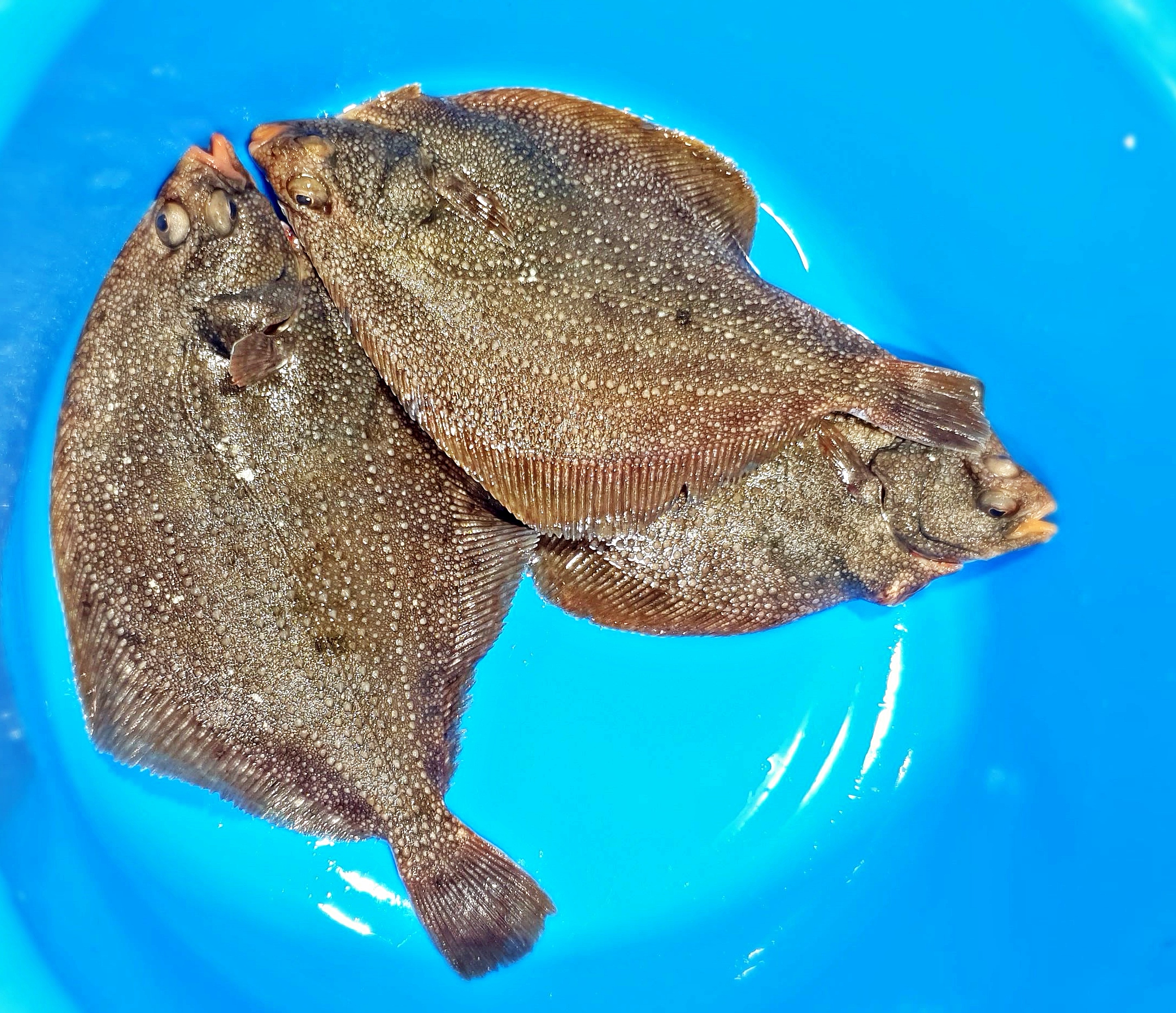 [죽도시장] 동해안 제철 자연산 활어 줄가자미 이시가리회 1kg : 팜이안