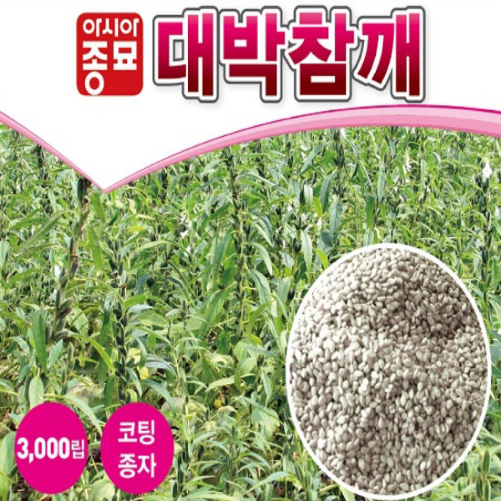 A-대박참깨(수지)(무코팅) 3000립 / 참깨씨 참깨씨앗 참깨종자 : 영미의정원