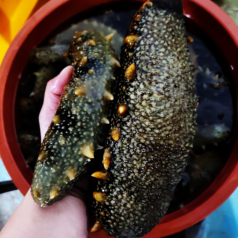 제철 통영 자연산 해삼 500g 고노와다 선별 생물 : 두결수산