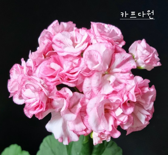 한국제라늄 카프다원제라늄 (살찐붕어님작) 소품 공기정화식물 유럽제라늄 러시아제라늄 : 미소꽃농원