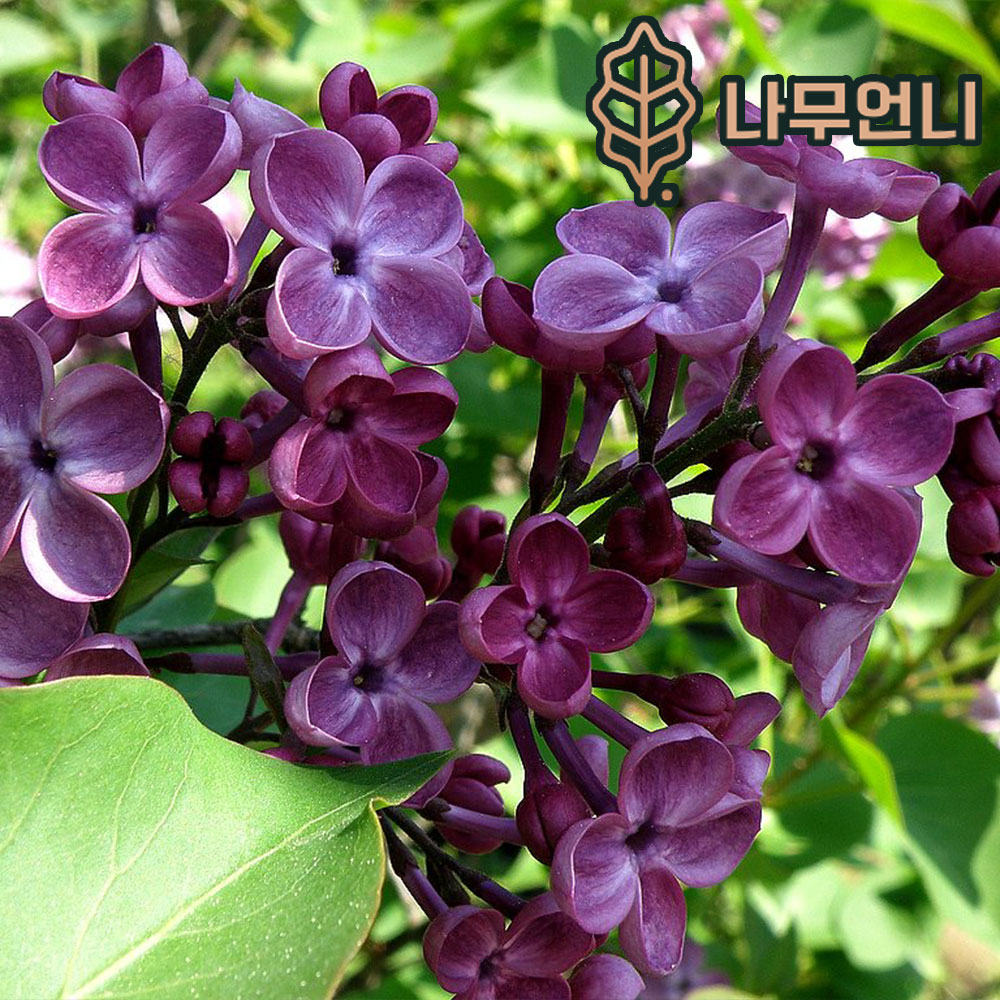 라일락 나무 묘목 향기라일락 베이징골드 북경라일락 찰스졸리 라일락 나무언니 : 나무 언니