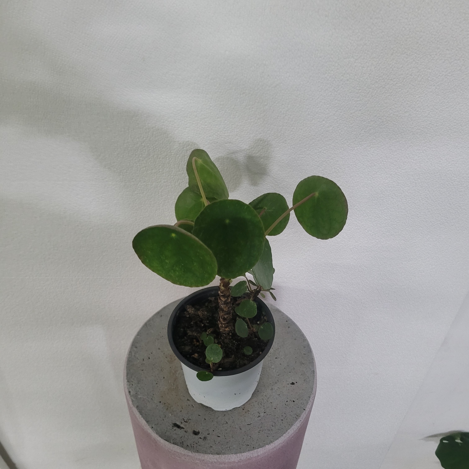 플랜테리어 거실화분 무늬필레아 외목대 중품 25-40cm 189 : 플랜츠 영