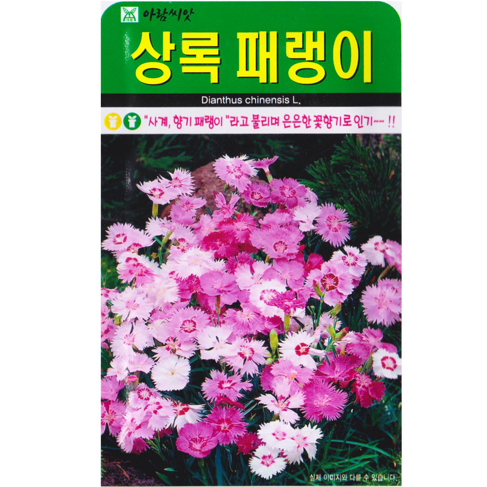 상록 패랭이 씨앗 500립 사계 패랭이씨 종자 키우기 : 스토어 영농사
