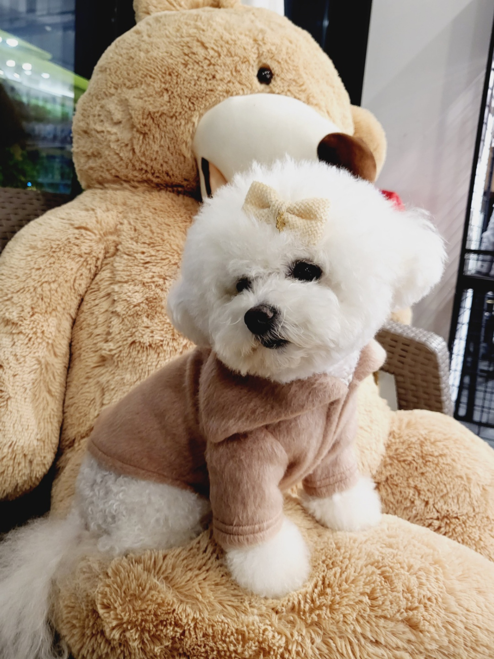 보리의하루 몽실이 고양이 강아지 빅카라 티셔츠(3 color) : 보리의하루