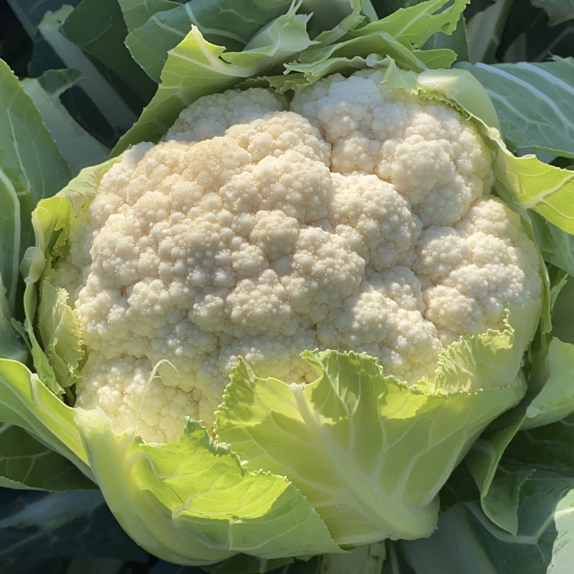 제주 컬리플라워 4kg 8kg 특품 : 코누 캠핑.