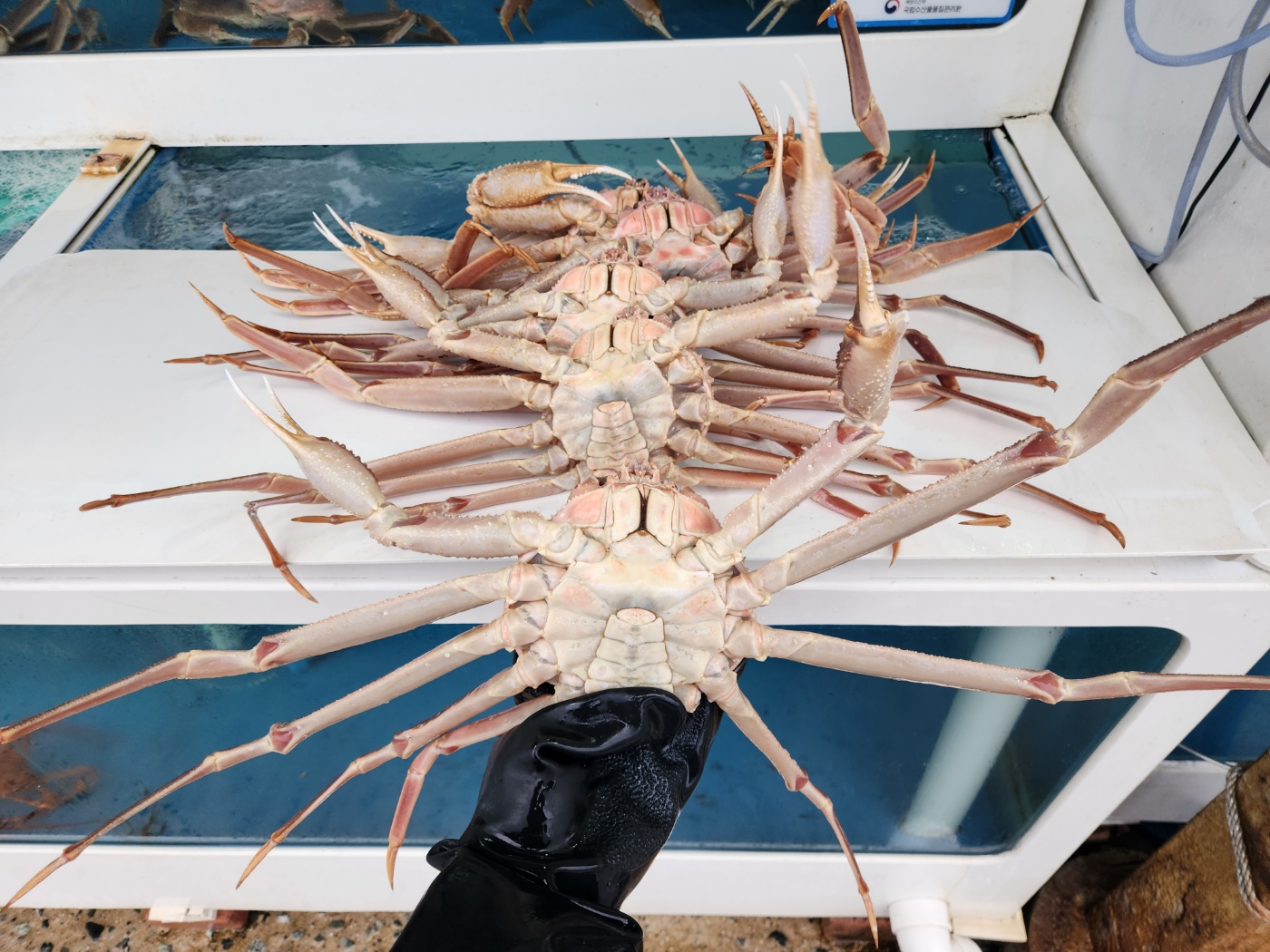 [대진수산] 러시아 박달대게  800g ~ 1.1kg  수율좋은 대게세트 : 대진수산