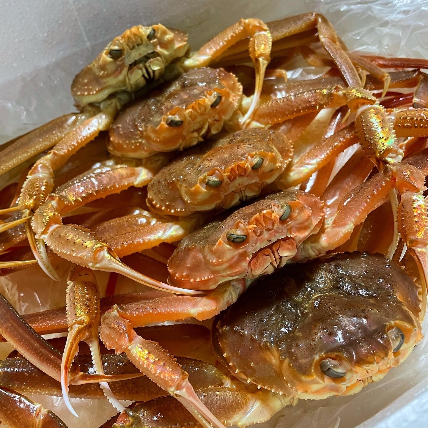 [ 대진수산 ] 울진 후포리 울진박달대게  바닥게 몸통수율80%, 다리수율 85% 이상 (중/중대/대사이즈) 제철해산물 : 대진수산