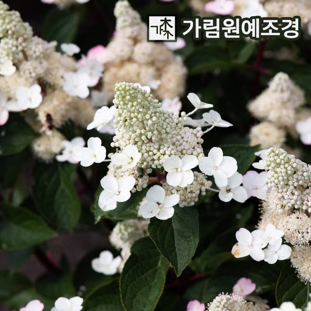 리빙크리에이션 목수국 C2화분 가림원예조경 : 가림원예조경
