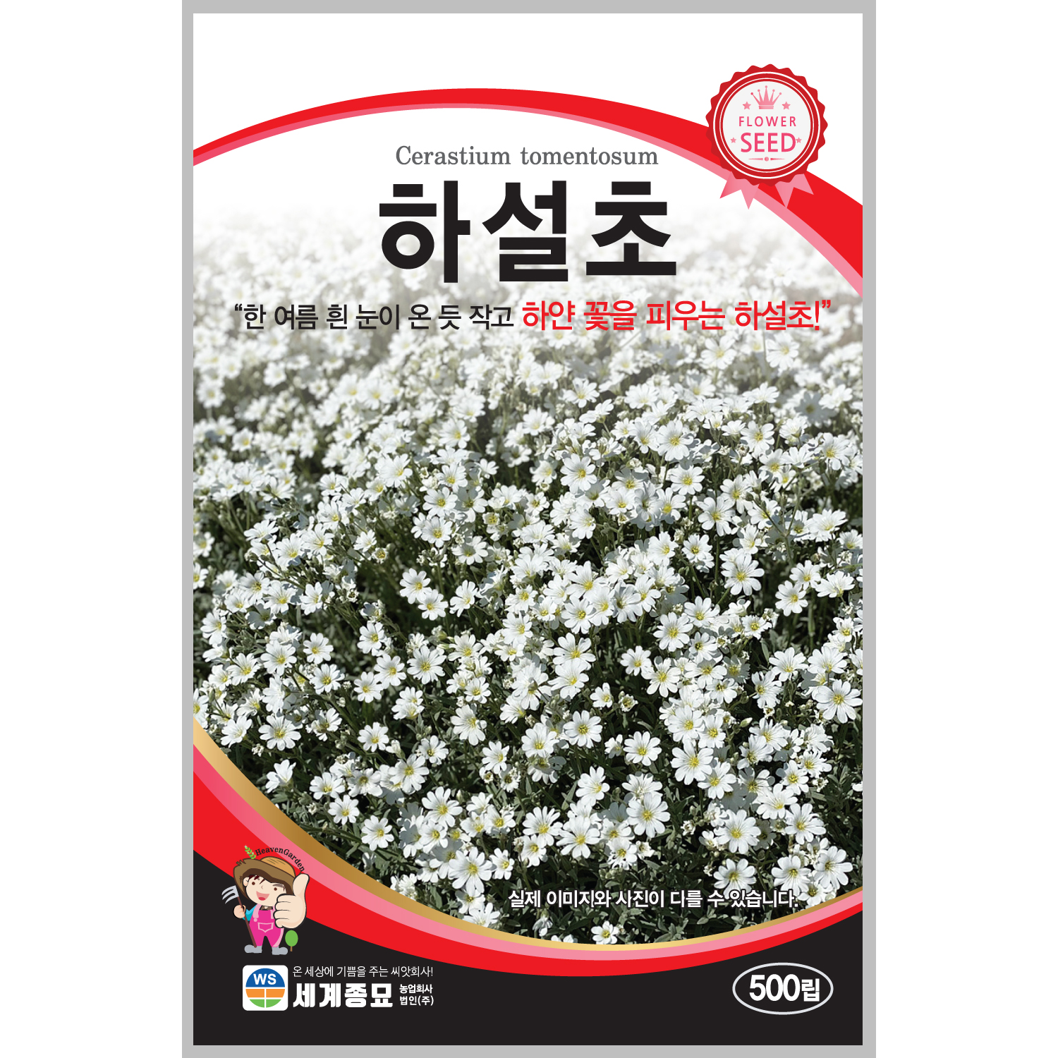 하설초 500립 / 꽃씨 종자 다년생 화단 정원 : 초록스타