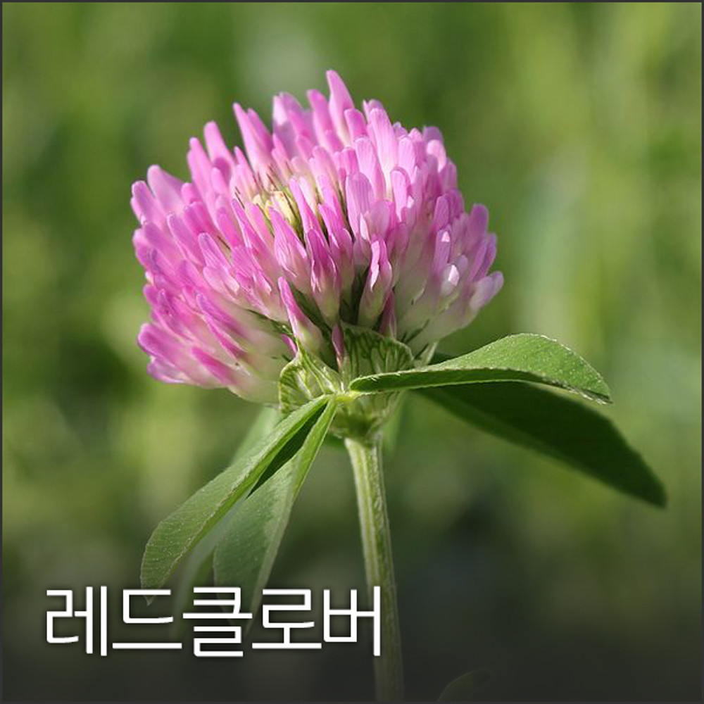 레드클로버 500g : 영미의정원