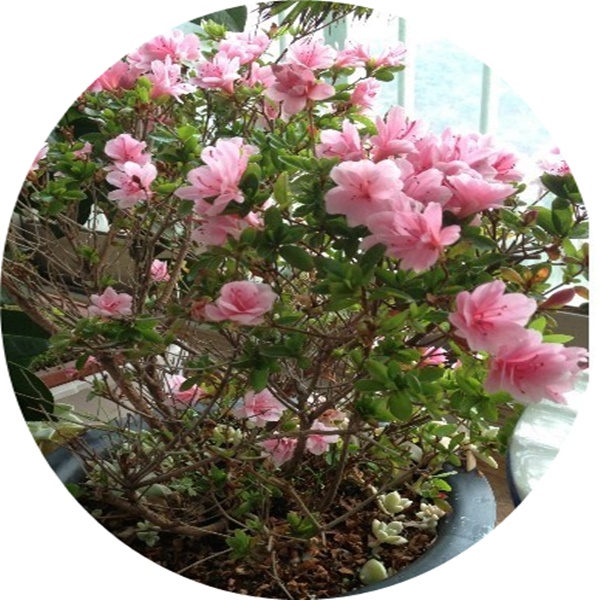 철쭉화분/h50cm/분화용/방울/아잘레아/아까도/요도가와/모나리자/미니화분/화분선물/취미/생일/꽃한포기 : 행복한정원