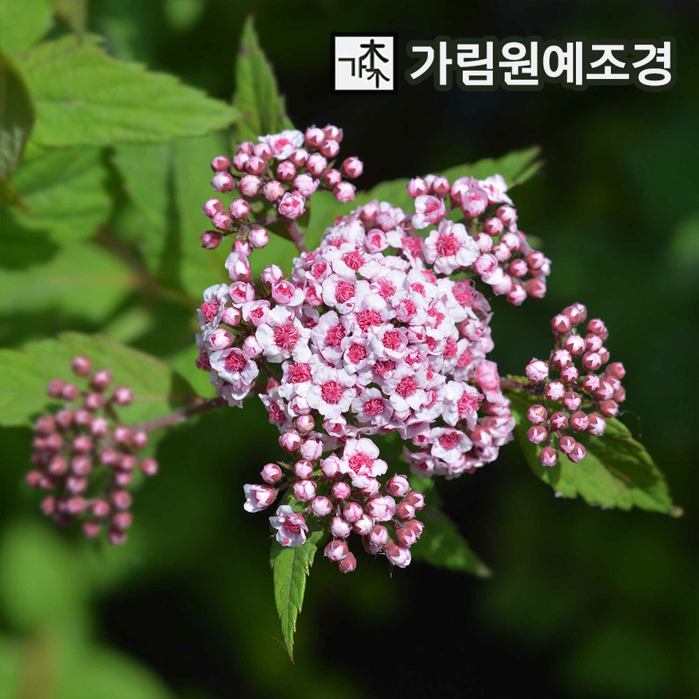 조팝나무 묘목 설류화 스파클링샴페인 삼색조팝 황금조팝 가림원예조경 : 가림원예조경