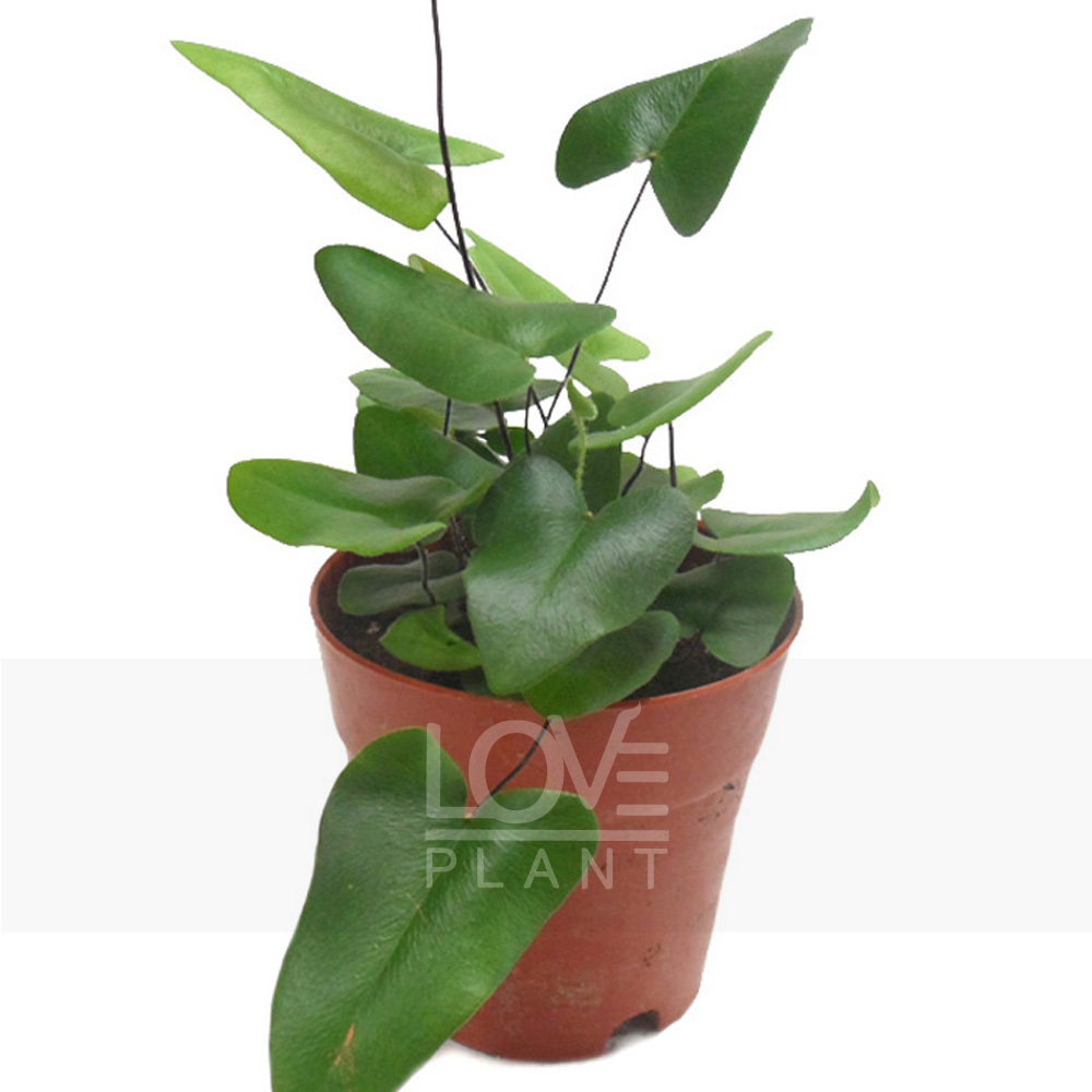 하트펀(Heart Fern) 관엽 공기정화식물 식물키우기 : 꽃사랑식물나라