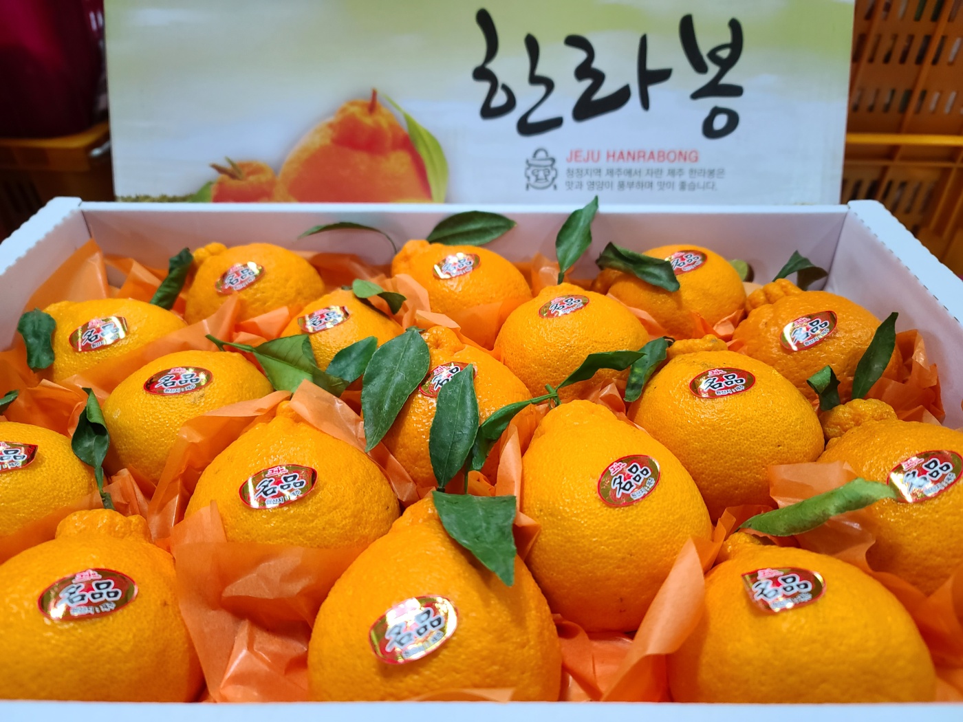 고당도 하우스한라봉(위미,효돈) : 제주청호청과