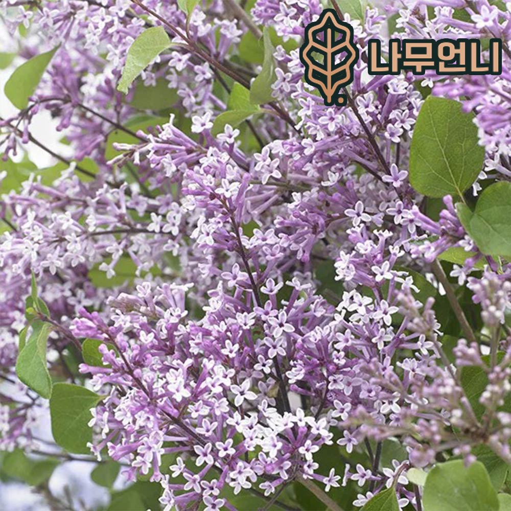 미스김라일락 묘목 플라워페스타 핑크/퍼플/화이트 P9포트 개화주 나무언니 : 나무 언니