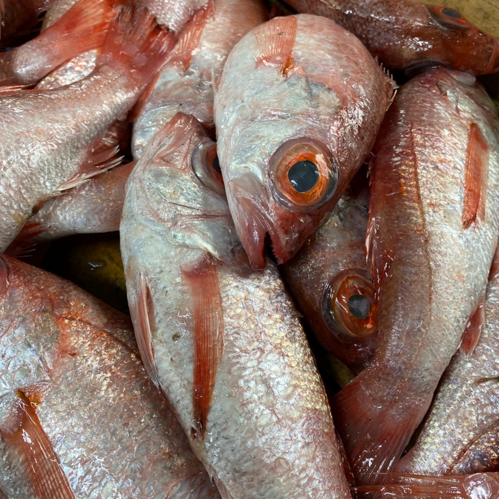 국내산 원물 금태 붉은생선 아까무스  눈볼대 1kg : 훈이수산