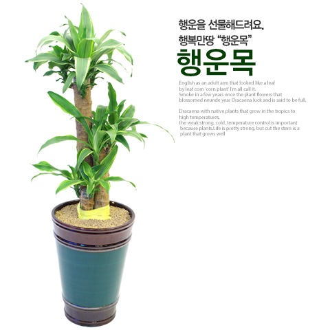 행운목 관엽 승진 축하 화분 영전 취임 퇴임 진급 전시회 개업 인사이동 선물 : 꽃집맛집