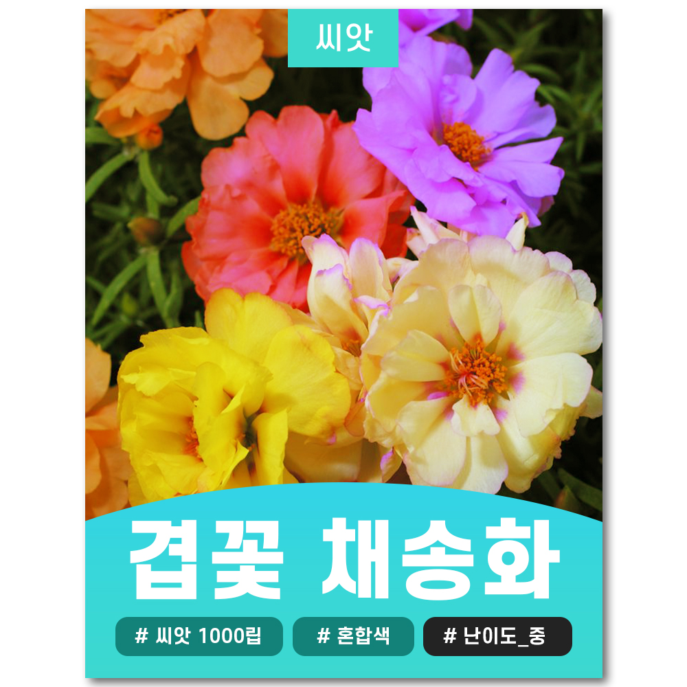 겹꽃 채송화 씨앗 1000립 : JWon Flower