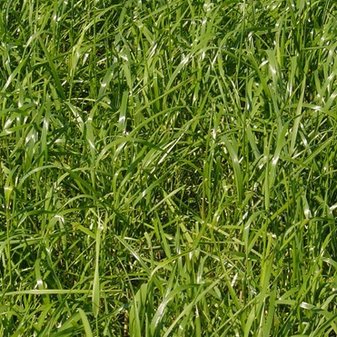 [씨드파크] 페레니얼라이그라스 1kg 잔디종자 : SEEDPARK