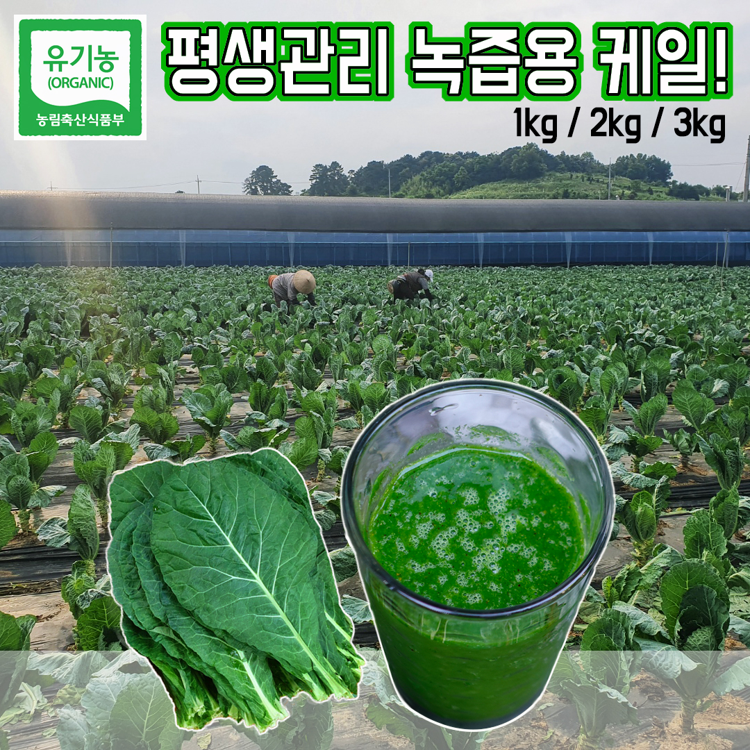 친환경 30년 유기농인증 녹즙용 신선초 1~3kg 녹즙 생즙 야채 자연식 치료식 독소관리 쾌변 도움 무농약 녹즙재료 농가 착즙 자연치유... 